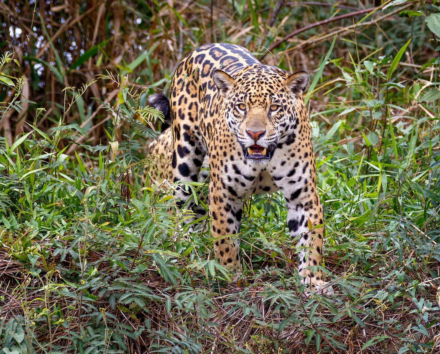 Onça-pintada no Pantanal de Mato Grosso