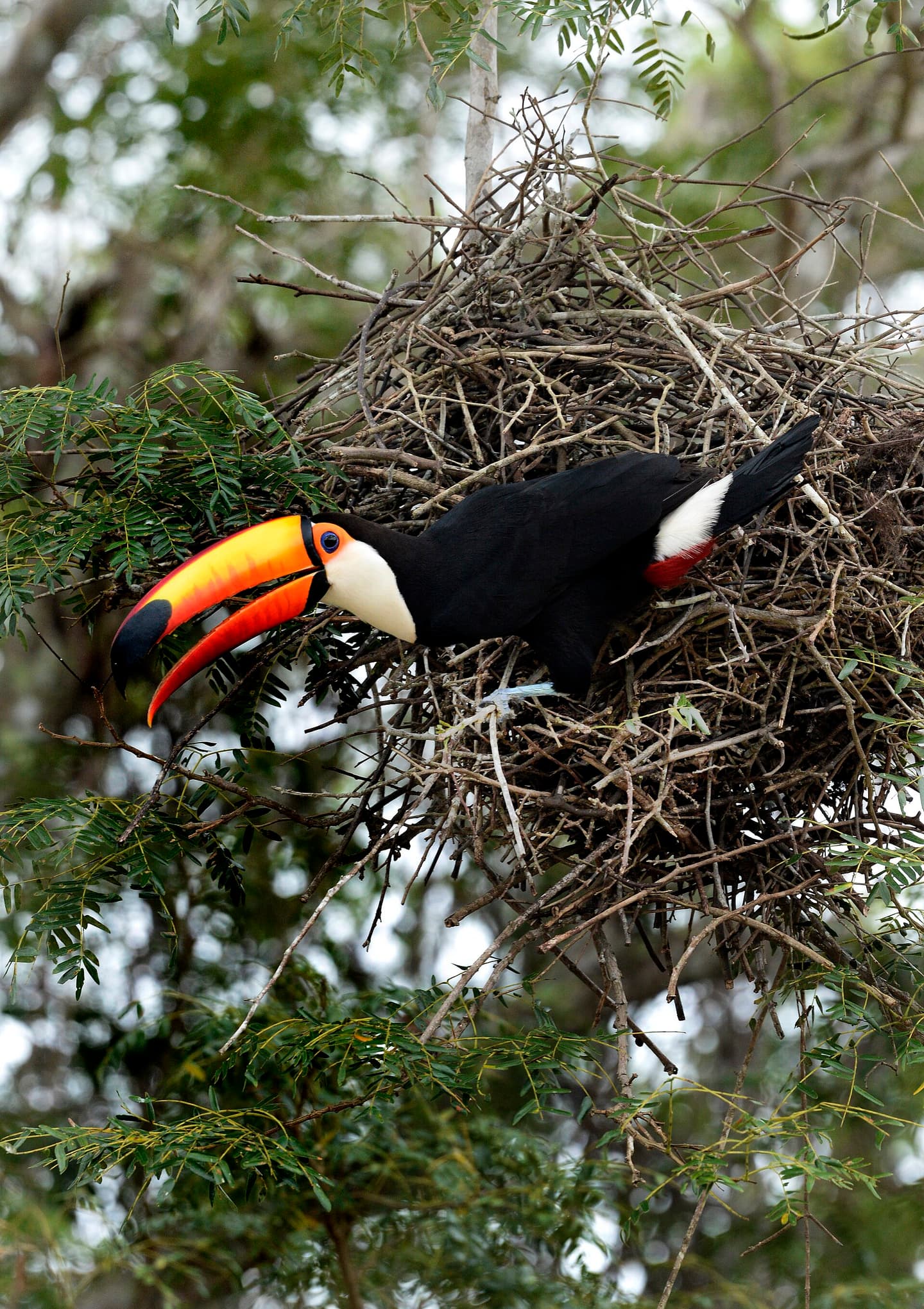Tucano-toco no Pantanal