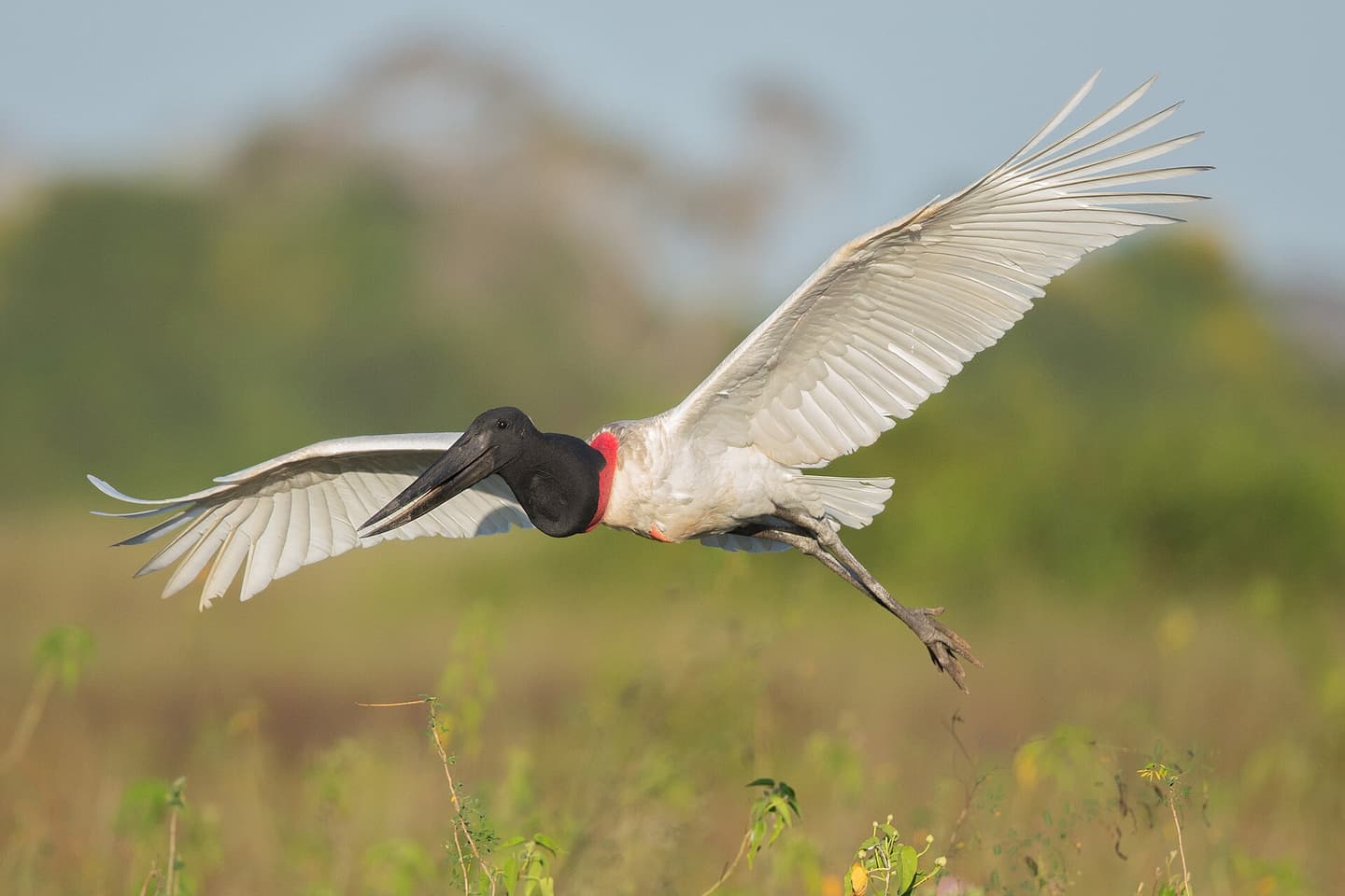 Tuiuiú (Jabiru) no Pantanal